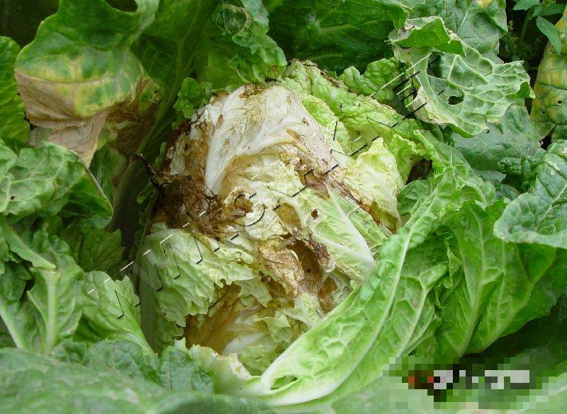 大白菜软腐病