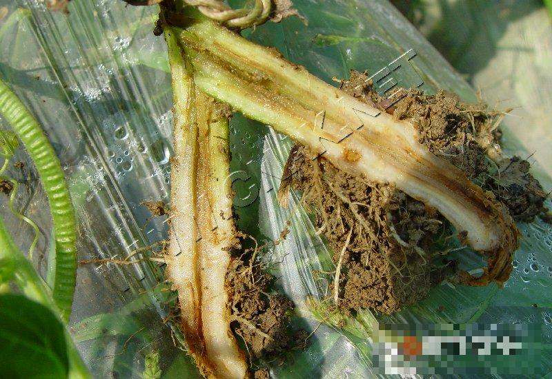 瓠瓜枯萎病