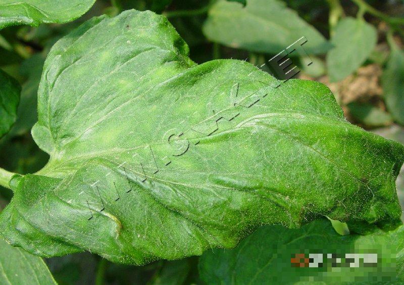 番茄花叶病毒病