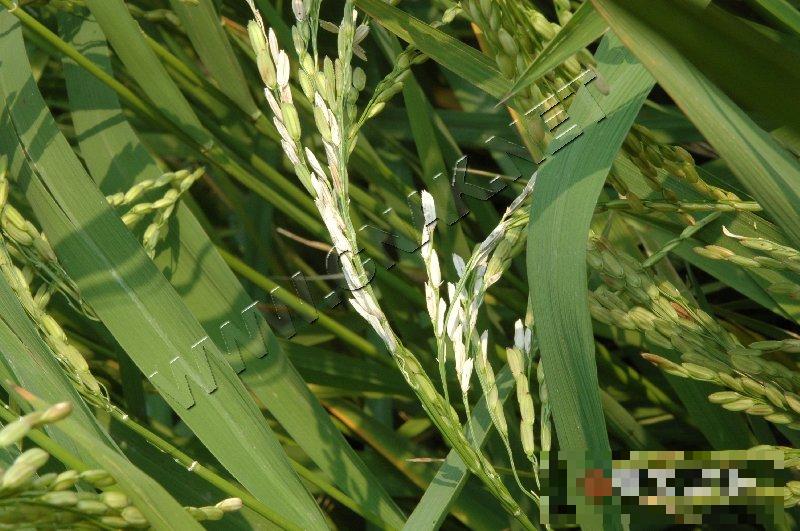 水稻高温为害