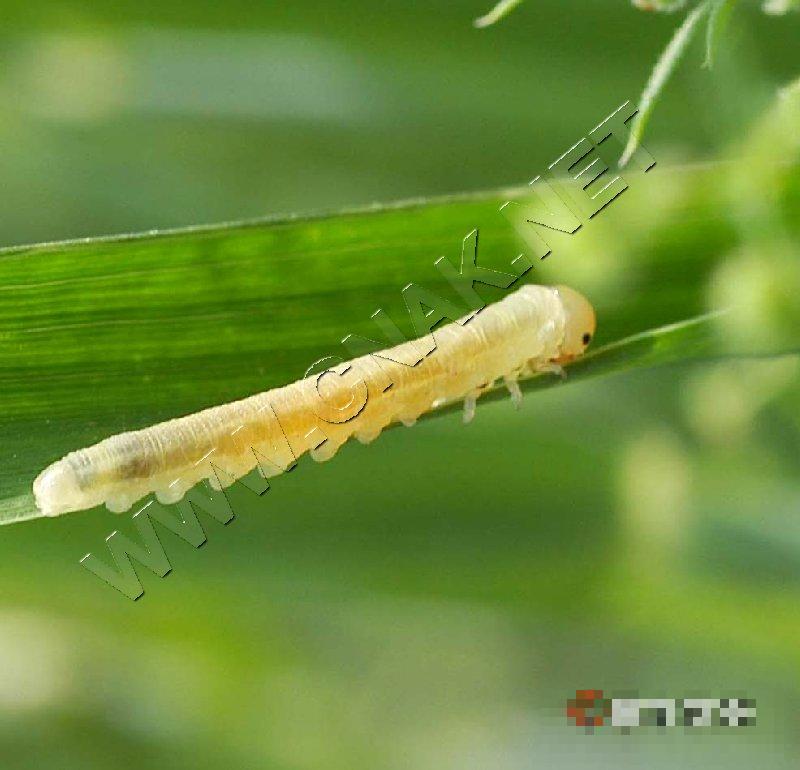 麦叶蜂