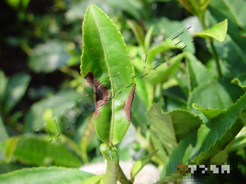 茶褐色叶斑病