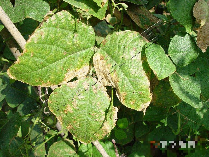 扁豆细菌性疫病