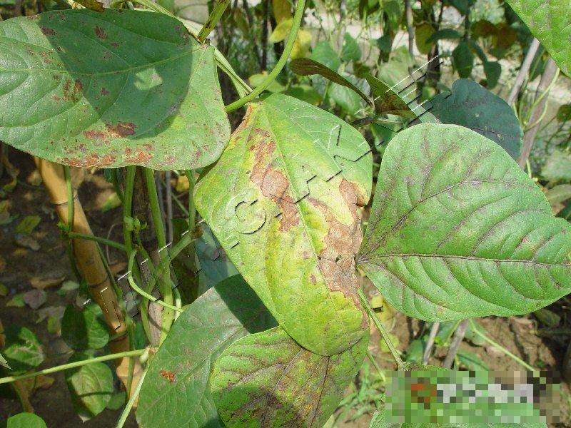 豇豆灰斑病