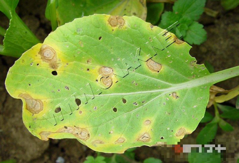 青菜黑斑病