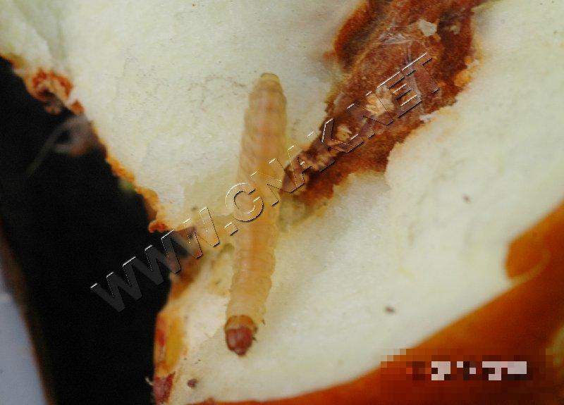 桃小食心虫