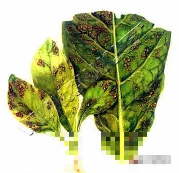 烟草炭疽病