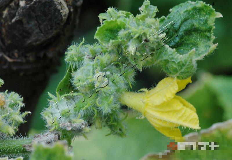 黄瓜花打顶