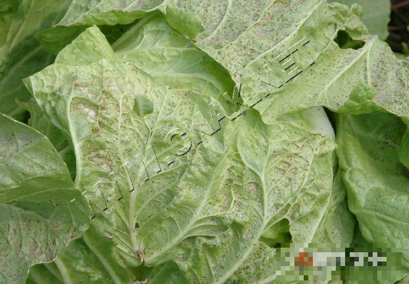 大白菜细菌性叶斑病