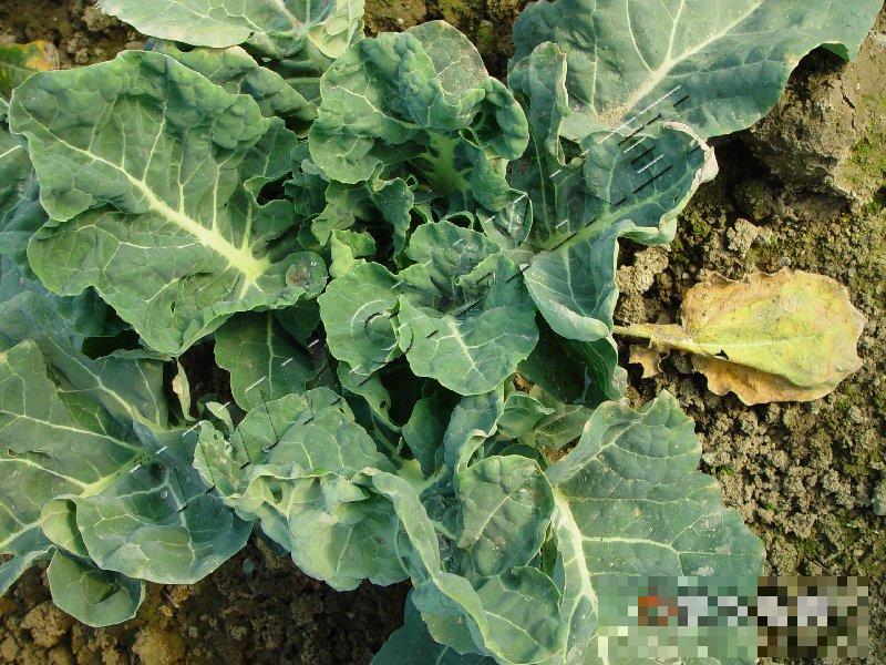 青花菜病毒病