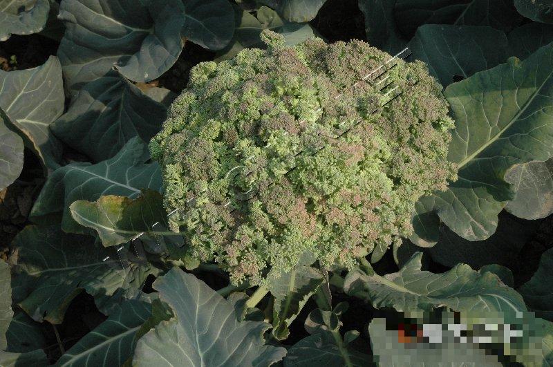 青花菜不良花球