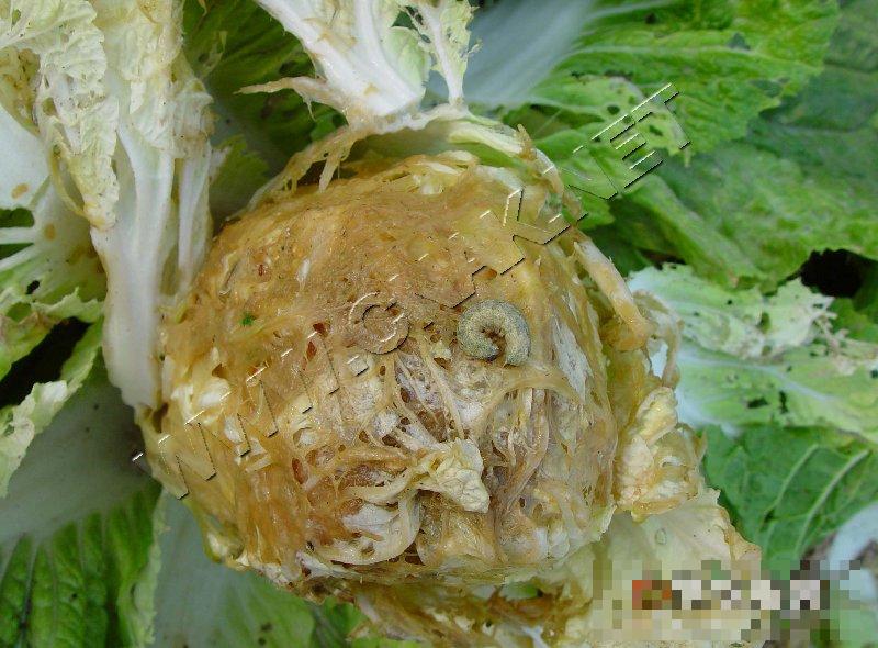 大白菜软腐病