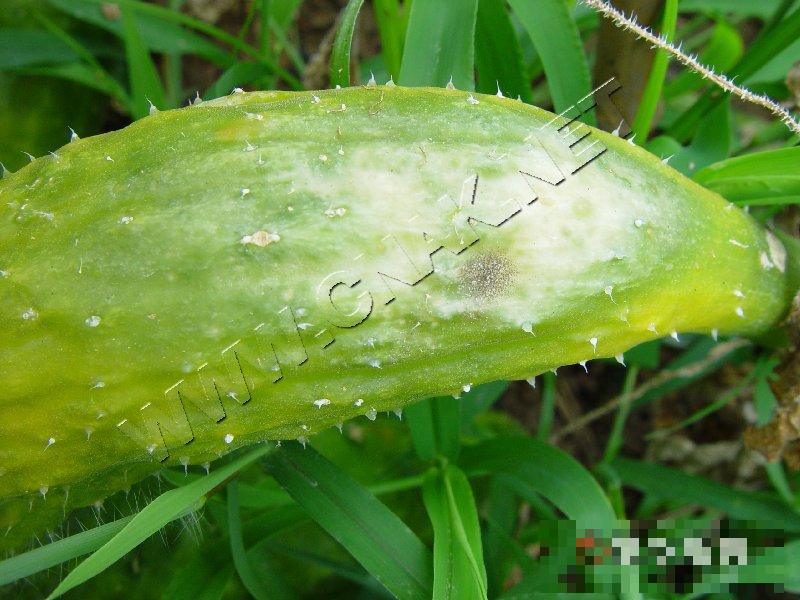 黄瓜疫病