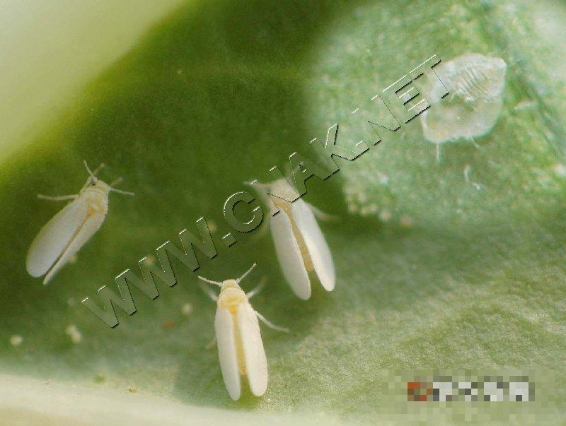 烟粉虱