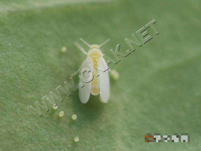 烟粉虱
