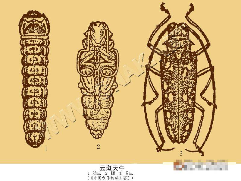 云斑天牛