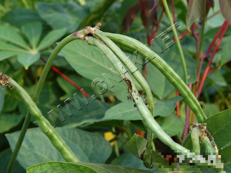 豇豆荚螟
