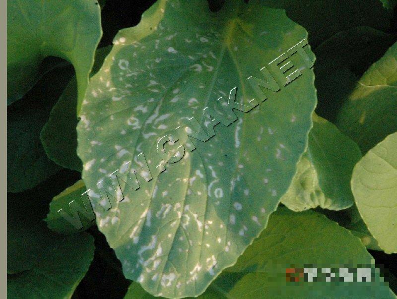 青菜病毒病