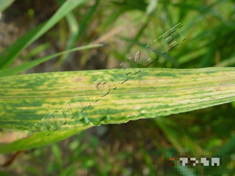 小麦梭条斑花叶病