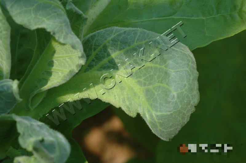 烟草普通花叶病毒病