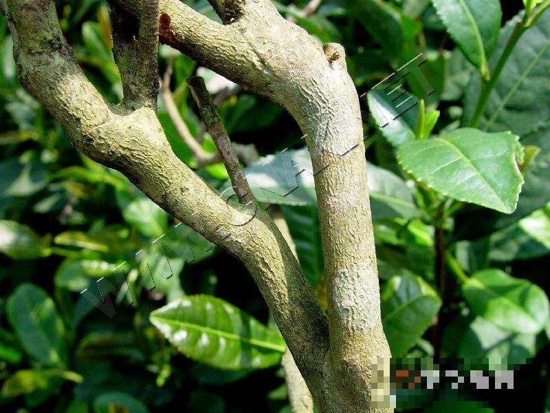 茶膏药病