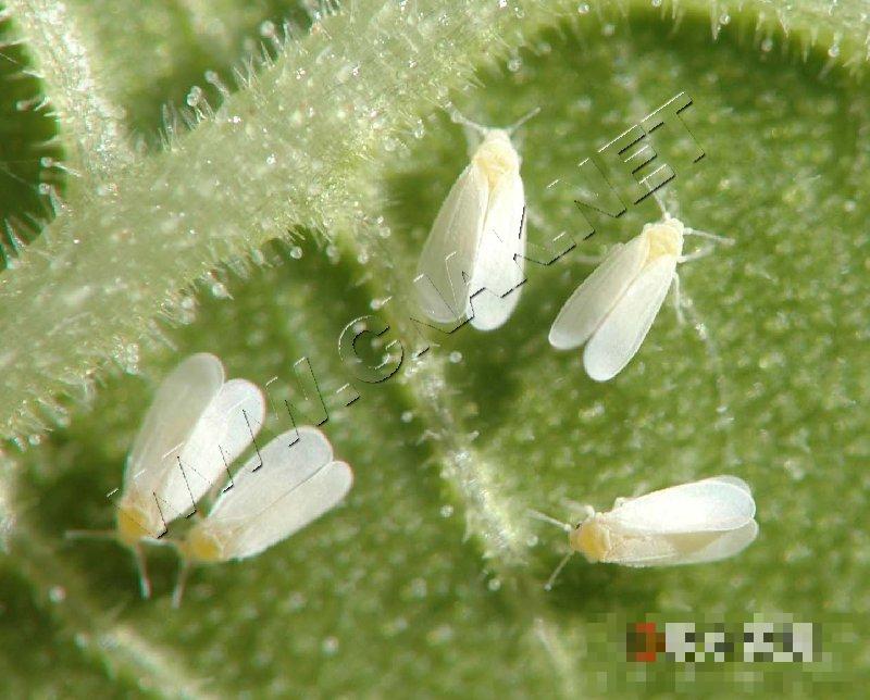 温室白粉虱