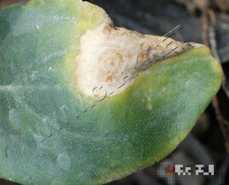 丝瓜绵腐病
