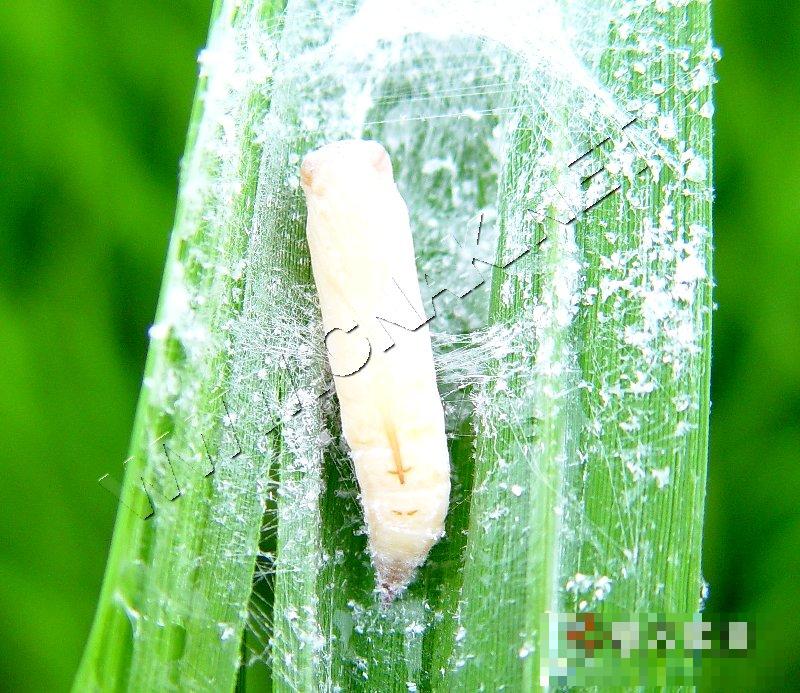直纹稻弄蝶
