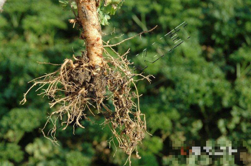 香芹根结线虫病
