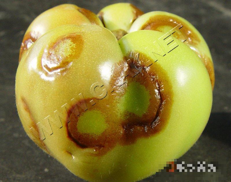 番茄斑萎病毒病