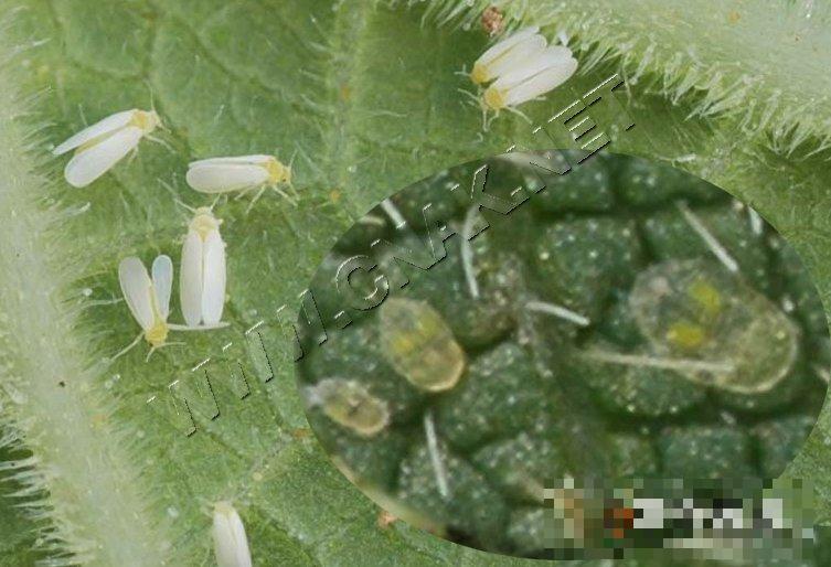 烟粉虱