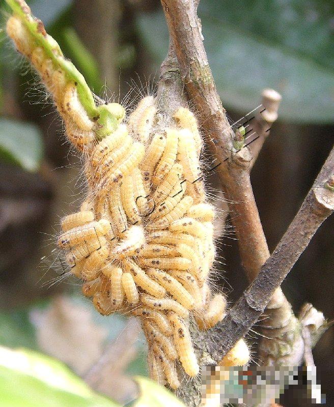 茶毛虫