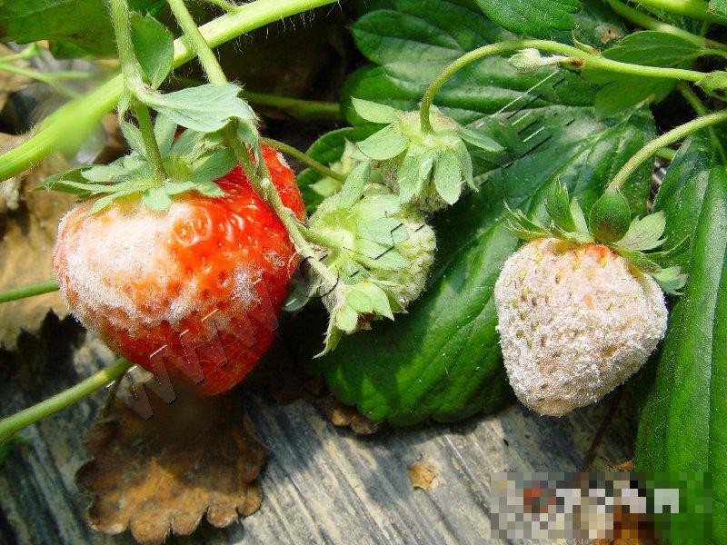 草莓白粉病