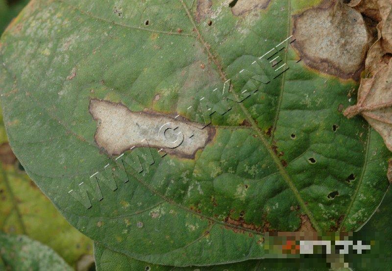 大豆灰斑病