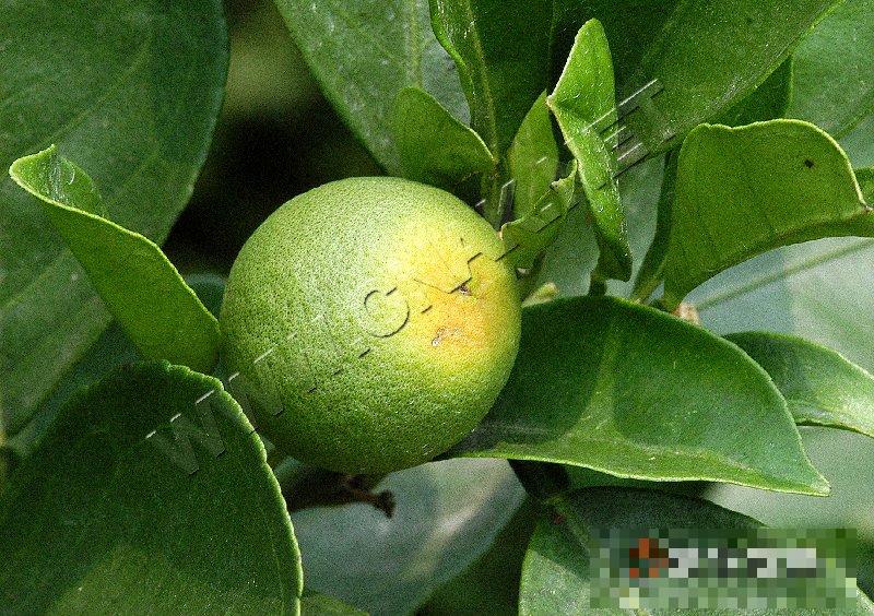 柑橘黑腐病