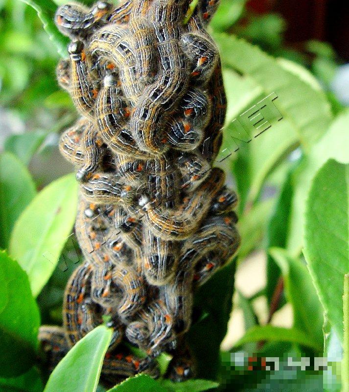茶蚕