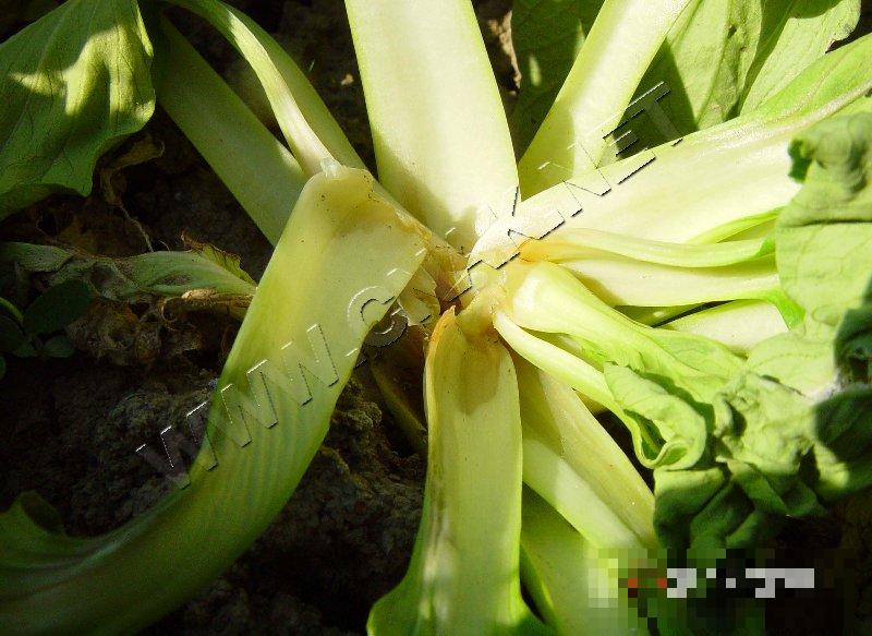 青菜软腐病