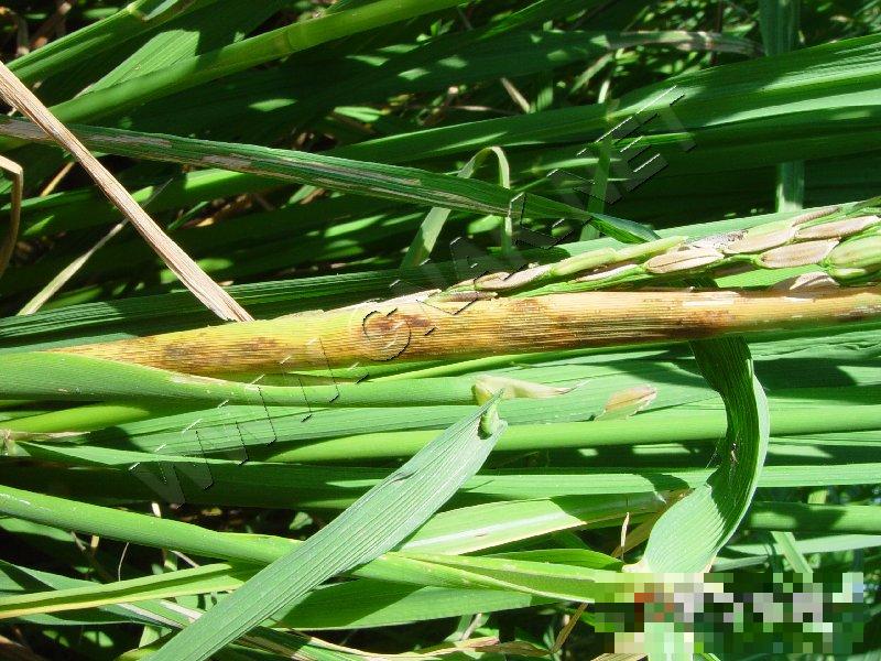 水稻叶鞘网斑病