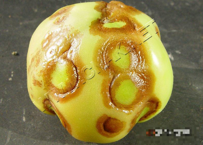 番茄斑萎病毒病