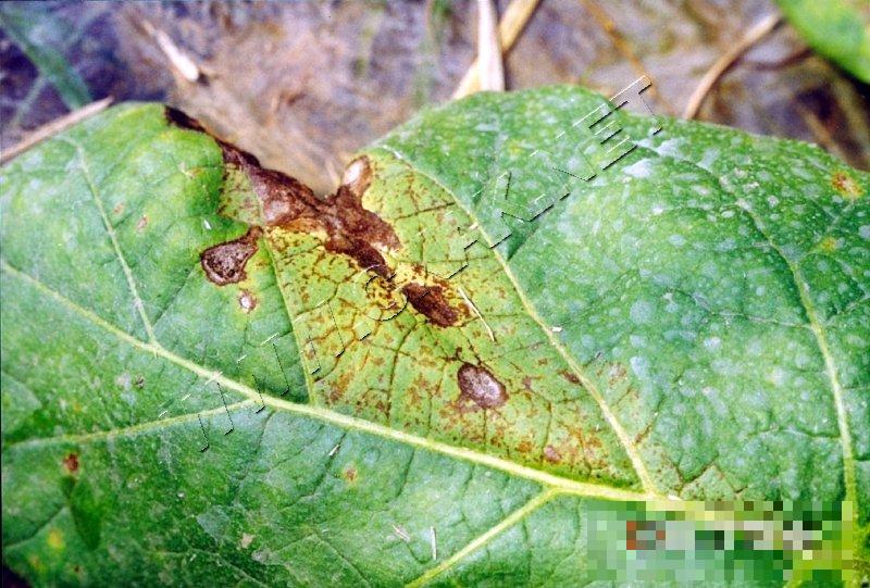 茄子棒孢叶斑病