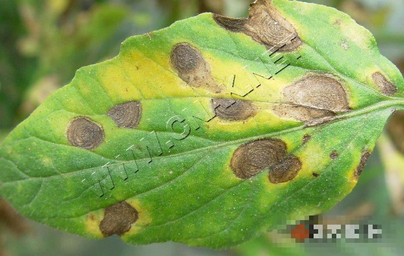 番茄早疫病
