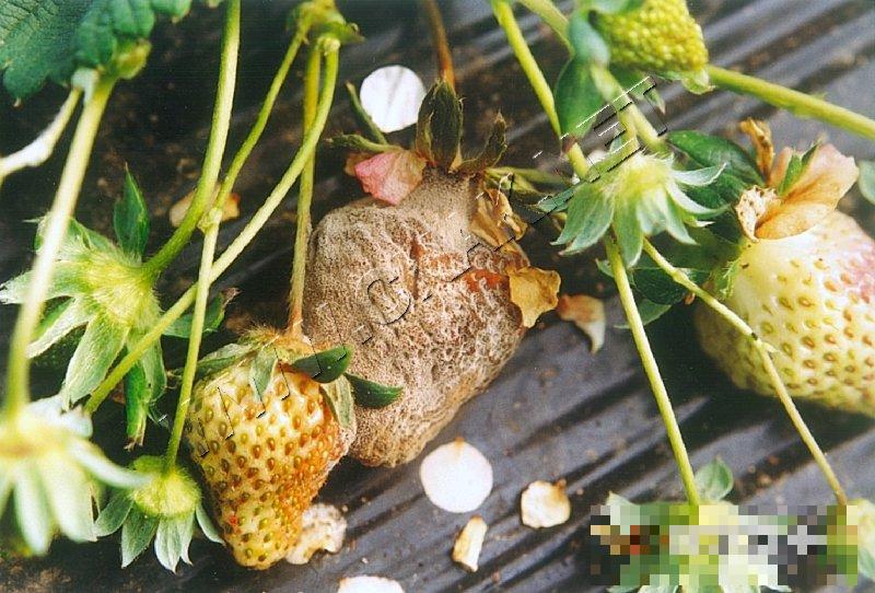 草莓灰霉病