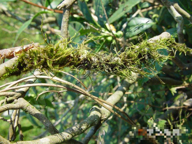 茶树苔藓、地衣