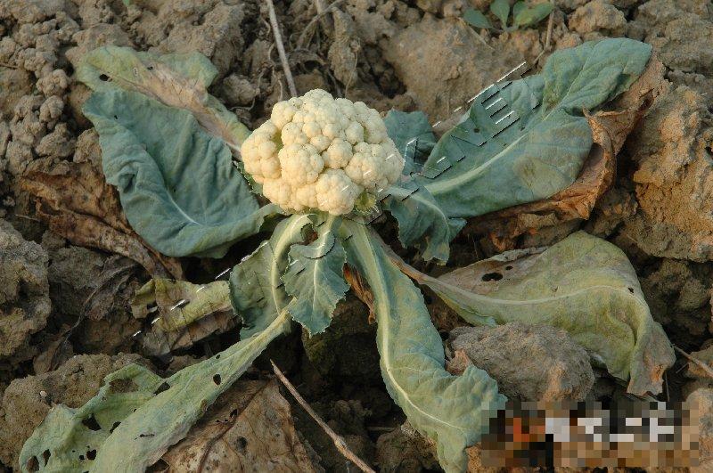 花椰菜黑根病