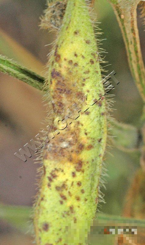 大豆细菌性斑疹病