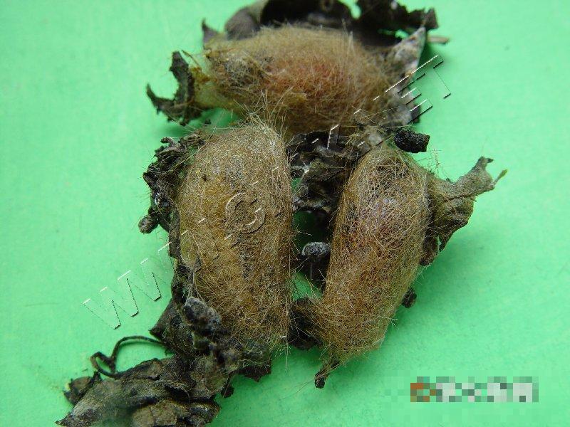 红缘灯蛾