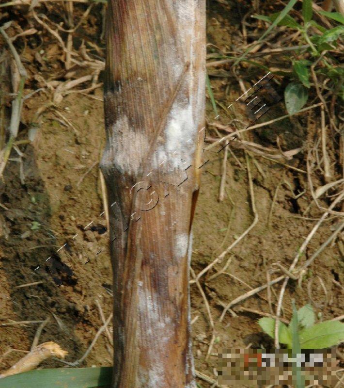 玉米纹枯病
