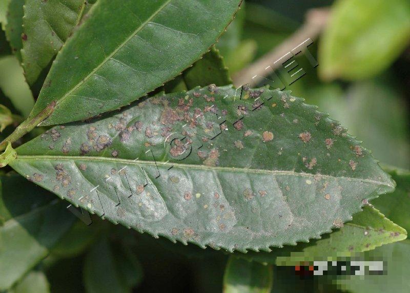 茶饼病
