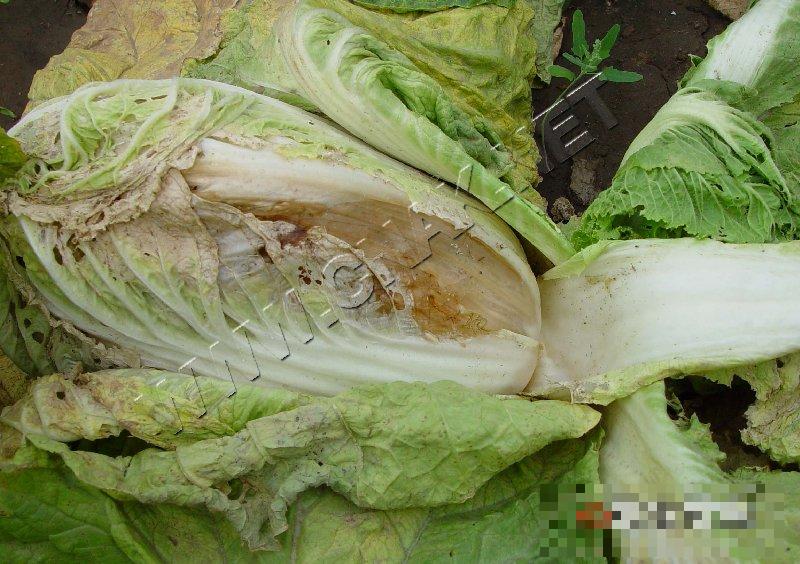 大白菜软腐病