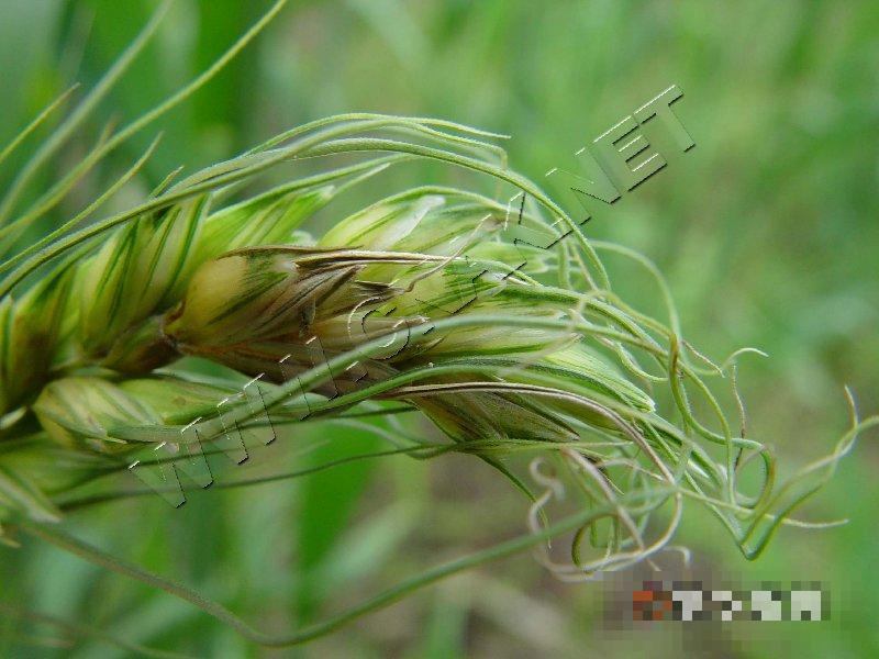 小麦霜霉病